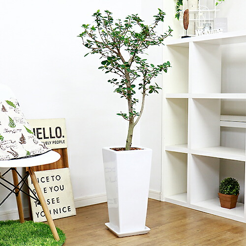 現品 パンダ ガジュマル H123cm 陶器鉢仕立 観葉植物 部屋 ぱんだ がじゅまる フィカス 精霊 自然樹形 贈り物におすすめ インテリア かわいい 丸葉 希少レア Fitzfishponds Com