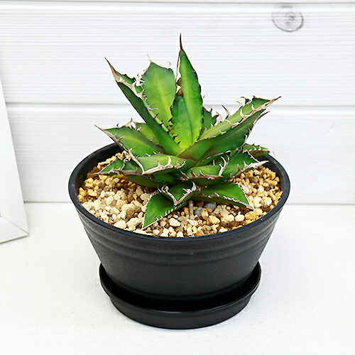 アガベ チタノタ レッドキャットウィーズル H21cm 6号 チタノータ 多肉植物 現品 観葉植物 希少種 Fitzfishponds Com