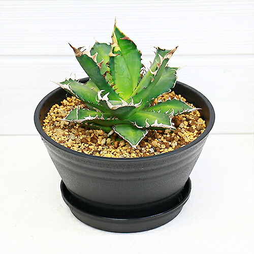 アガベ チタノタ レッドキャットウィーズル H18cm 6号 チタノータ 多肉植物 現品 観葉植物 希少種 Fitzfishponds Com アガベ チタノタ レッドキャットウィーズル H18cm 6号 チタノータ 多肉植物 現品 観葉植物 希少種 Fitzfishponds Com