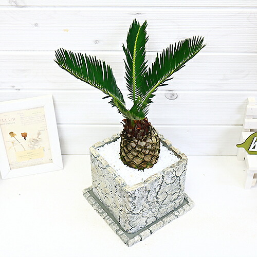 ソテツ セメンポット頭蓋骨 H38cm 蘇鉄 そてつ 相図の尤 観葉草木 現品 Musiciantuts Com