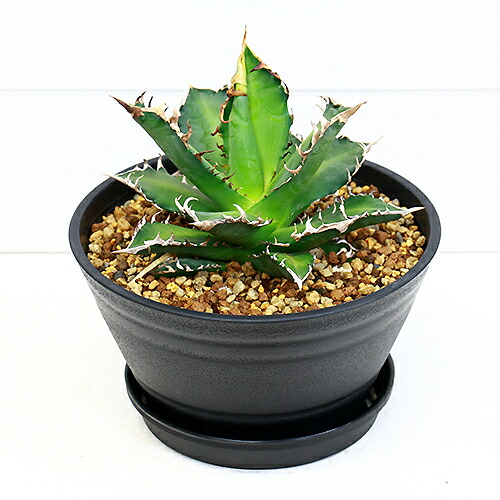 アガベ チタノタ レッドキャットウィーズル H18cm 6号 チタノータ 多肉植物 現品 観葉植物 希少種 Fitzfishponds Com