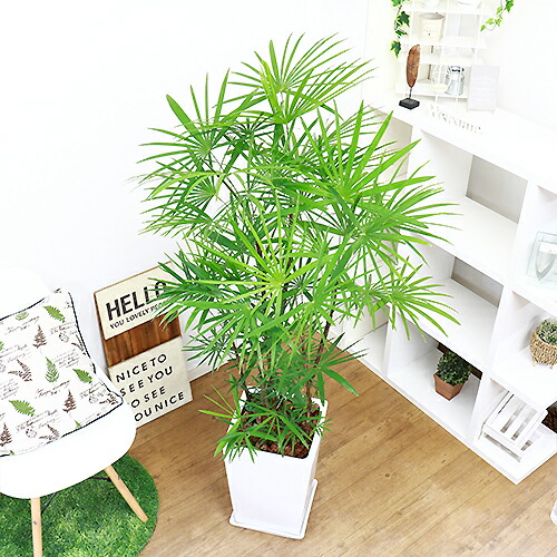 希少 見事な株立 雲南棕櫚竹 ウンナンシュロチク H150cm 陶器鉢 現品 観葉植物 Mydrap Com