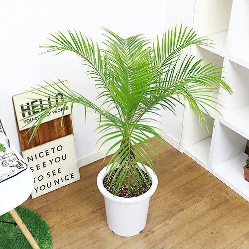 フェニックス ロベレニー H105cm 9号鉢仕立 観葉植物 現品 Mydrap Com