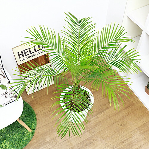 フェニックス ロベレニー H105cm 9号鉢仕立 観葉植物 現品 Mydrap Com