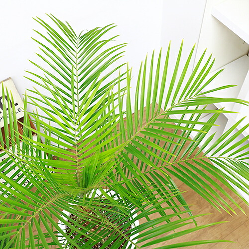 フェニックス ロベレニー H105cm 9号鉢仕立 観葉植物 現品 Mydrap Com