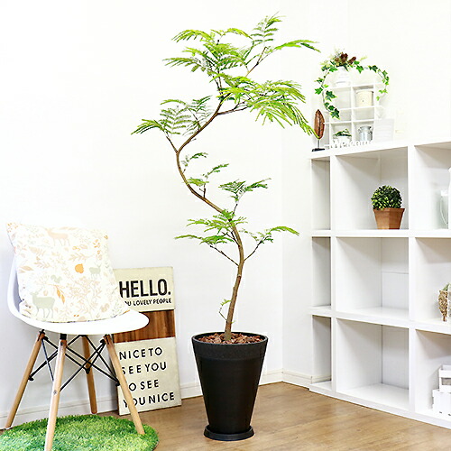 エバーフレッシュ 高級樹脂製10号鉢 H158cm 曲がり樹形 現品 観葉植物 大型 ネムノキの仲間 アカサヤネムノキ 合歓の木 夫婦和合 家内 Maf Gov Ws