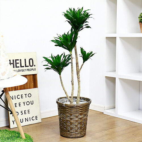 観葉植物 ドラセナ コンパクタ H93cm 7号鉢仕立 現品 鉢籠付き お洒落な鉢植え 送料込み Maf Gov Ws