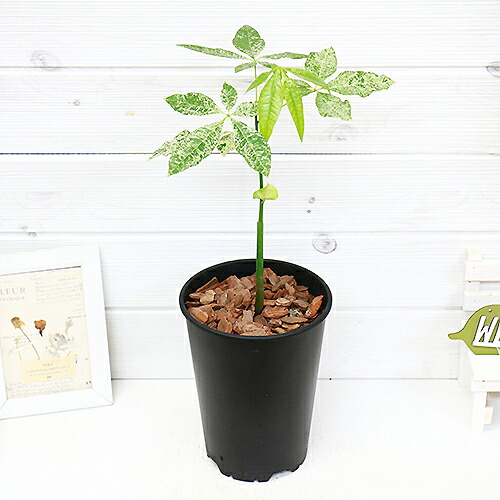 実生 斑入り パキラ ミルキーウェイ H44cm 5号鉢仕立 観葉植物 現品 Dsmre Com