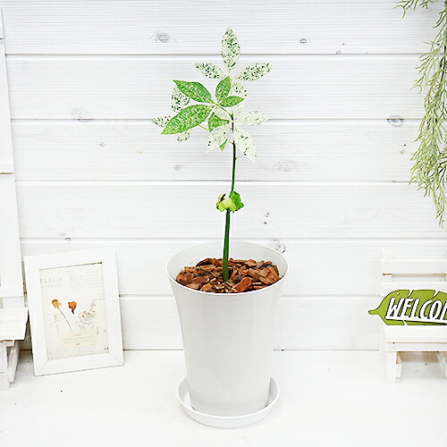 実生斑入り パキラ ミルキーウェイ H50cm 6号鉢仕立 観葉植物 現品 Agoranotizia It