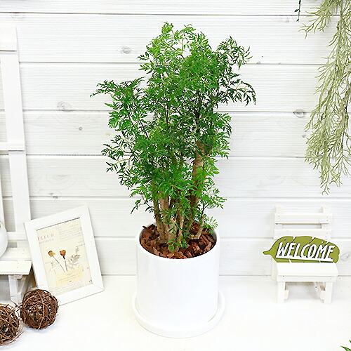 タイワンモミジ ポリシャス フルチコーサ 陶器鉢仕立 H57cm 観葉植物 現品 Deerfieldtwpportage Com