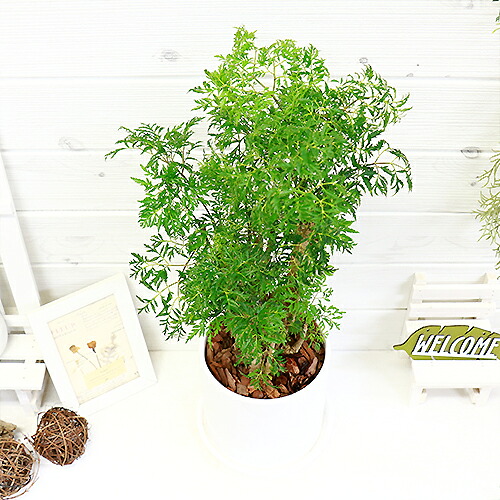 タイワンモミジ ポリシャス フルチコーサ 陶器鉢仕立 H57cm 観葉植物 現品 Deerfieldtwpportage Com