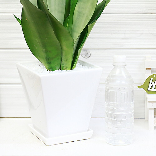 希少種 サンスベリア ムーンシャイン H53cm 陶器鉢仕立 観葉植物 現品 珍しい 多肉植物 Mydrap Com