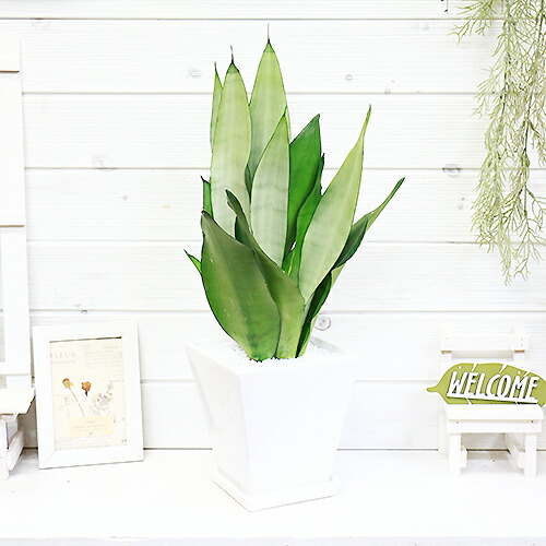 希少種 サンスベリア ムーンシャイン H53cm 陶器鉢仕立 観葉植物 現品 珍しい 多肉植物 Fitzfishponds Com