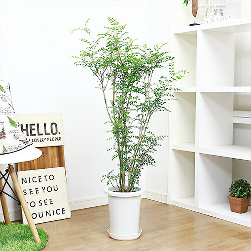 幹のしっかりしたシマトネリコ H110cm 7号鉢 観葉植物 現品 シンボルツリー Fitzfishponds Com