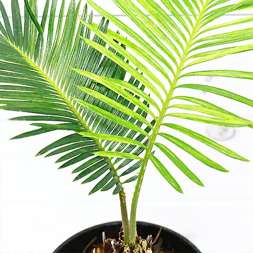 訳ありセール格安 観葉植物 斑入り ソテツ 蘇鉄 そてつ H36cm 4号鉢 管理説明書 受皿付き 肥料小袋プレゼント Fucoa Cl