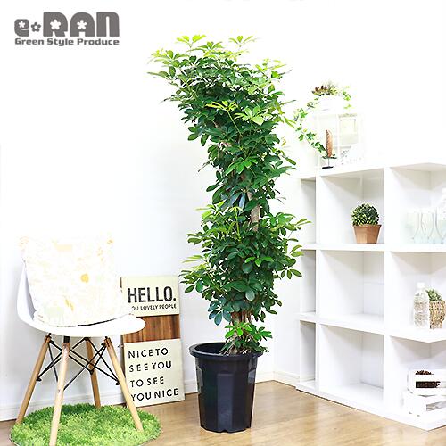 厳選 幹太 ホンコンカポック 観葉植物 Adopteehub Org