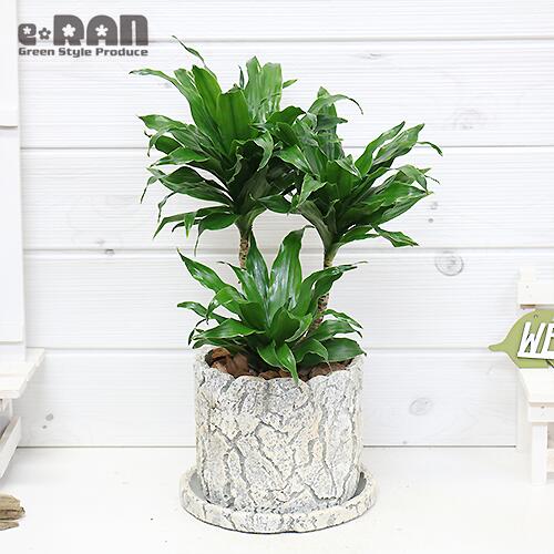 クリスマスツリー特価 写真の現品お届け 育てやすい 観葉植物 小さい ドラセナ コンパクタ H43cm セメントポット 管理説明書 受皿付き 肥料小袋プレゼント ドラセナ ワーネッキー 矮性 ドラセナ デレメンシス 成長 遅い 植物 幸福 永遠の愛 幸せな恋 狭い部屋