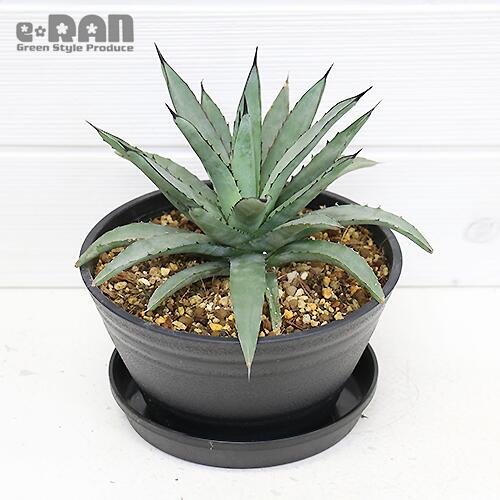 写真の商品お届け 多肉植物 アガベ マクロカンサ リトルペンギン Hcm Little 6号鉢 管理説明書 花 ガーデン Diy 受皿付き 肥料小袋プレゼント ハイブリッド リュウゼツラン 竜舌蘭 ハイブリッド Penguins Little 希少種 学名 Agave 室内 観葉植物