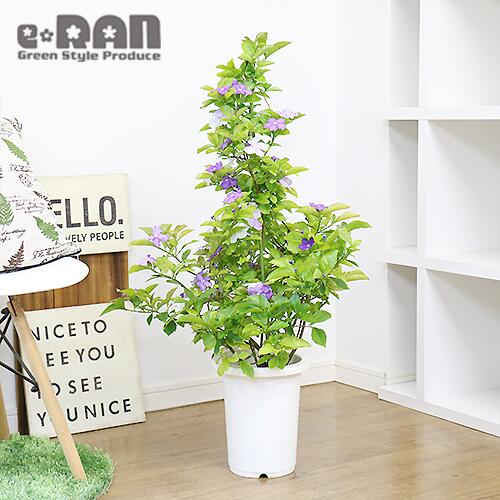 写真の現品お届け H92cm 花芽いっぱい ニオイバンマツリ 匂蕃茉莉 7号鉢 4月16日現在 管理説明書 受皿付き 肥料小袋プレゼント さわやかな芳香の花 観葉植物 癒し系 アロマ 庭木 花木 ギフト ガーデニング シンボルツリー ベランダ 玄関 庭 紫から白の花色を楽しめる Mei