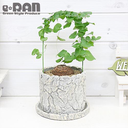 人気 人気の塊根植物 亀甲竜 キッコウリュウ 高さh30cm 塊根部約6cm