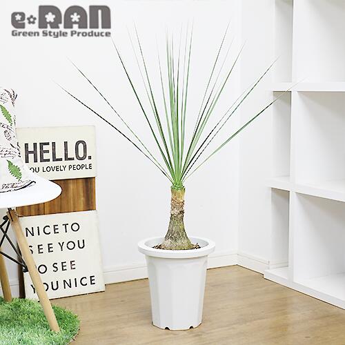 21年製 観葉植物 激レア 実生 ボーカルネア ストリクタ H95cm 8号鉢 管理説明書 受皿付き 肥料小袋プレゼント Fucoa Cl 21年製 観葉植物 激レア 実生 ボーカルネア ストリクタ H95cm 8号鉢 管理説明書 受皿付き 肥料小袋プレゼント Fucoa Cl