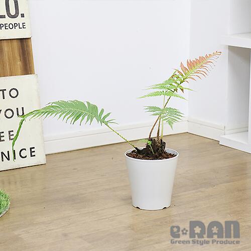 ヒリュウシダ 飛竜シダ 観葉植物 鉢物 Fodexpo Com Co