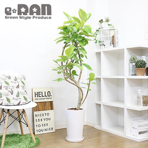 満点の 写真の現品お届け 観葉植物 大型 フィカス アルテシマ アルテシーマ H150cm 陶器鉢 幹太 曲がり樹形 管理説明書 受皿付 肥料小袋プレゼント 学名 Ficus Altissima バリエガタ ビッグサイズ ゴムの木 黄色 斑入り ライムグリーン インテリアグリーン 永遠の