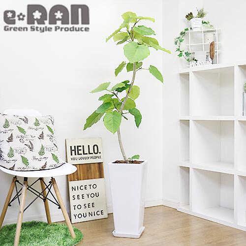 有名な 写真の現品お届け 観葉植物 大型 フィカス ウンベラータ H143cm 陶器鉢 白 曲がり樹形 管理説明書 受皿付き 肥料小袋プレゼント インテリアグリーン 人気 お祝い 新築祝い 贈り物 風水 おしゃれ 鉢植え 育て易い Ficus Umbellata ハート形 大きな葉 永久の幸せ 有名な 写真の現品お届け 観葉植物 大型 フィカス ウンベラータ H143cm 陶器鉢 白 曲がり樹形 管理説明書 受皿付き 肥料小袋プレゼント インテリアグリーン 人気 お祝い 新築祝い 贈り物 風水 おしゃれ 鉢植え 育て易い Ficus Umbellata ハート形 大きな葉 永久の幸せ