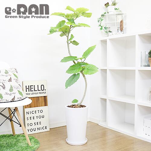Biggu Waribiki 写真の現品お届け 観葉植物 大型 フィカス ウンベラータ H136cm 陶器鉢 白 曲がり樹形 管理説明書 受皿付き 肥料小袋プレゼント インテリアグリーン 人気 お祝い 新築祝い 贈り物 風水 おしゃれ 鉢植え 育て易い Ficus Umbellata ハート形 大きな葉 Biggu Waribiki 写真の現品お届け 観葉植物 大型 フィカス ウンベラータ H136cm 陶器鉢 白 曲がり樹形 管理説明書 受皿付き 肥料小袋プレゼント インテリアグリーン 人気 お祝い 新築祝い 贈り物 風水 おしゃれ 鉢植え 育て易い Ficus Umbellata ハート形 大きな葉