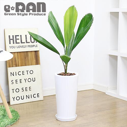 Sekaiteki Ni 写真の現品お届け 観葉植物 ヤシの木 希少 オウギヤシ ウチワヤシ H78cm 陶器鉢 白 管理説明書 受皿付き 肥料小袋プレゼント 入手困難な植物 希少種 扇椰子 Borassus Flabellifer パルミラヤシ シュガーパーム 南国 トロピカル 珍しいヤシ 珍しい植物