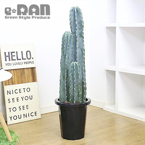 楽天市場】柱サボテン（3本立ち）（H100cm程度） 8号 プラスチック鉢 1