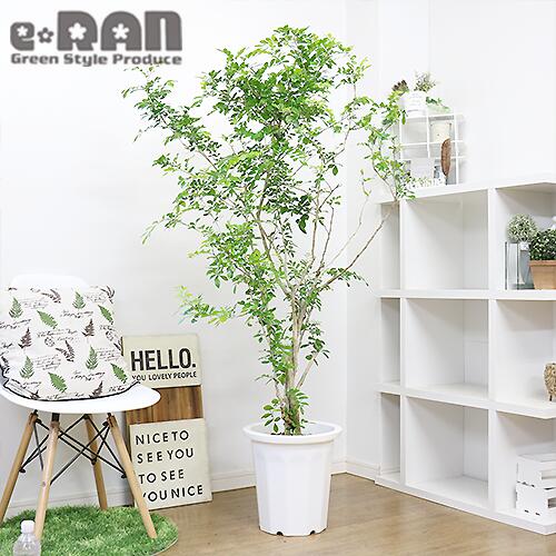 買取り実績 写真の現品お届け H160cm 幹の太い 花芽付き シルクジャスミン 10号鉢 観葉植物 大型 管理説明書 受皿付き 肥料小袋プレゼント 希少種 アロマ シルクジャスミン ゲッキツ 花言葉は 純粋な心 花 香り 四季咲き性で育て易い 庭 ベランダ ガーデニング