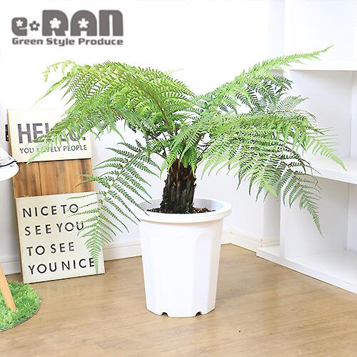 円 レビューで送料無料 観葉植物 木立シダ 希少 ディクソニア アンタルクティカ H79cm 10号鉢 管理説明書 受皿付き 肥料小袋 プレゼント