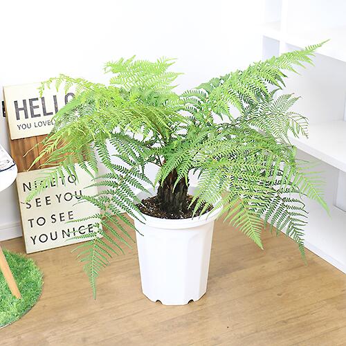 円 レビューで送料無料 観葉植物 木立シダ 希少 ディクソニア アンタルクティカ H79cm 10号鉢 管理説明書 受皿付き 肥料小袋 プレゼント