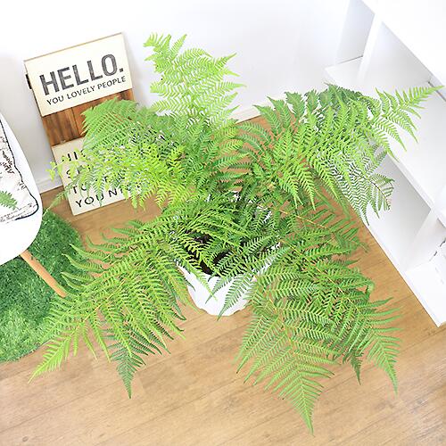 円 レビューで送料無料 観葉植物 木立シダ 希少 ディクソニア アンタルクティカ H79cm 10号鉢 管理説明書 受皿付き 肥料小袋 プレゼント