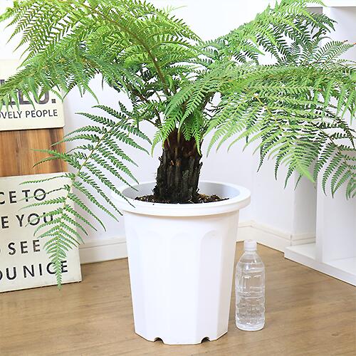 円 レビューで送料無料 観葉植物 木立シダ 希少 ディクソニア アンタルクティカ H79cm 10号鉢 管理説明書 受皿付き 肥料小袋 プレゼント