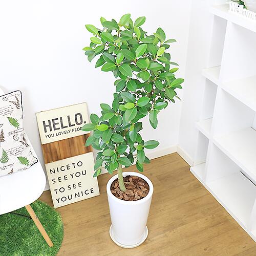 8505円 受注生産品 観葉植物 大型 おしゃれ フランスゴム H124cm 陶器鉢 S字樹形 管理説明書 受皿付き 肥料小袋プレゼント