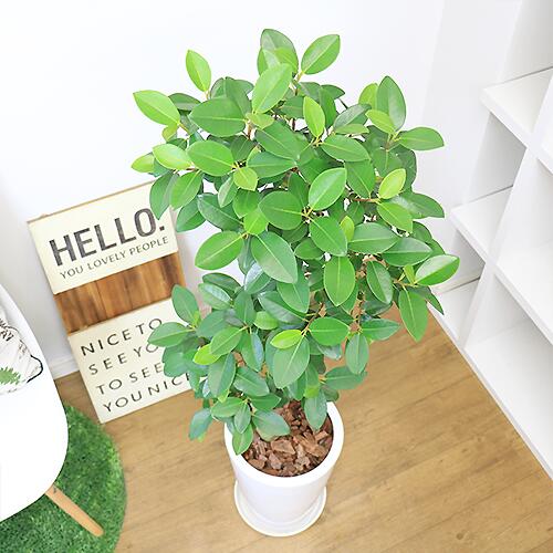 8505円 受注生産品 観葉植物 大型 おしゃれ フランスゴム H124cm 陶器鉢 S字樹形 管理説明書 受皿付き 肥料小袋プレゼント