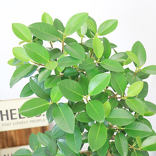 8505円 受注生産品 観葉植物 大型 おしゃれ フランスゴム H124cm 陶器鉢 S字樹形 管理説明書 受皿付き 肥料小袋プレゼント