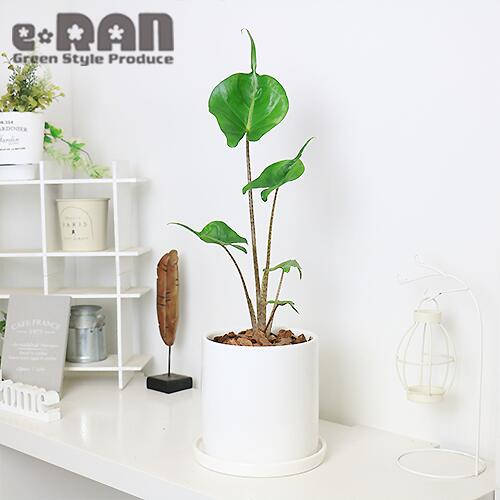 数量限定販売 観葉植物 陶器鉢 スティングレイ 管理説明書 H45cm前後 白 受皿付き 面白い形の葉 肥料小袋プレゼント アロカシア アカエイ 希少種