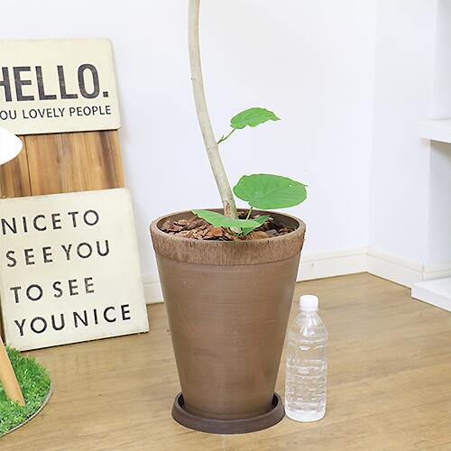 写真の現品お届け 観葉植物 大型 フィカス ウンベラータ H140cm 高級樹脂製8号鉢 曲がり樹形 管理説明書 受皿付 肥料小袋プレゼント インテリアグリーン 人気 祝い 風水 大きな葉 Umbellata 永久の幸せ ハート 新築祝い おしゃれ ふるさと割 夫婦愛 Ficus 鉢植え