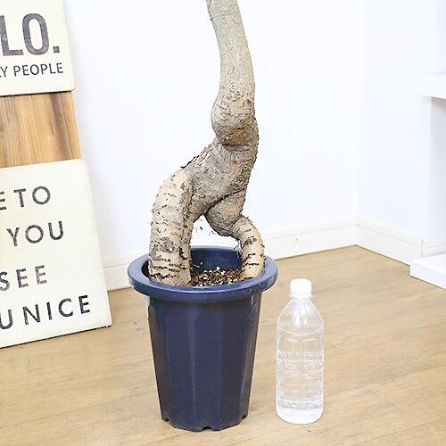 New売り切れる前に 観葉植物 大型 ブラキキトン ルペストリス H135cm 7号鉢 管理説明書 受皿付き 肥料小袋プレゼント Tartascristina Com