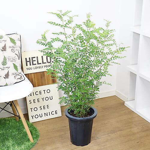 数量限定販売 観葉植物 8号鉢 Fraxinus Griffithii H100cm前後 ガーデニング シマトネリコ シンボルツリー トネリコ 半落葉 受皿付き 小さな葉 常緑樹高木 庭木 戸に塗る木 暑さに強い 目隠し 管理説明書 肥料小袋プレゼント 育てやすい 日本限定 シマトネリコ