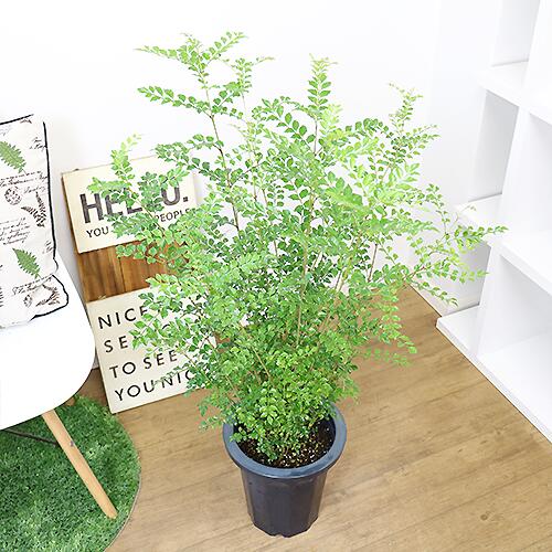 数量限定販売 観葉植物 8号鉢 Fraxinus Griffithii H100cm前後 ガーデニング シマトネリコ シンボルツリー トネリコ 半落葉 受皿付き 小さな葉 常緑樹高木 庭木 戸に塗る木 暑さに強い 目隠し 管理説明書 肥料小袋プレゼント 育てやすい 日本限定 シマトネリコ