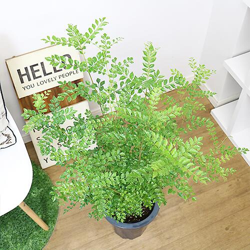 数量限定販売 観葉植物 8号鉢 Fraxinus Griffithii H100cm前後 ガーデニング シマトネリコ シンボルツリー トネリコ 半落葉 受皿付き 小さな葉 常緑樹高木 庭木 戸に塗る木 暑さに強い 目隠し 管理説明書 肥料小袋プレゼント 育てやすい 日本限定 シマトネリコ