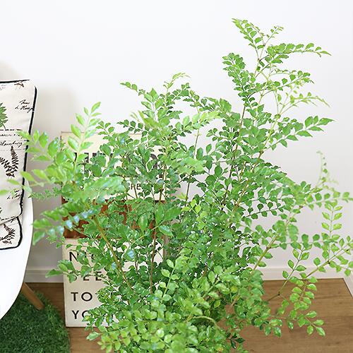 数量限定販売 観葉植物 8号鉢 Fraxinus Griffithii H100cm前後 ガーデニング シマトネリコ シンボルツリー トネリコ 半落葉 受皿付き 小さな葉 常緑樹高木 庭木 戸に塗る木 暑さに強い 目隠し 管理説明書 肥料小袋プレゼント 育てやすい 日本限定 シマトネリコ