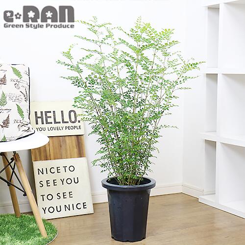 数量限定販売 観葉植物 8号鉢 Fraxinus Griffithii H100cm前後 ガーデニング シマトネリコ シンボルツリー トネリコ 半落葉 受皿付き 小さな葉 常緑樹高木 庭木 戸に塗る木 暑さに強い 目隠し 管理説明書 肥料小袋プレゼント 育てやすい 日本限定 シマトネリコ