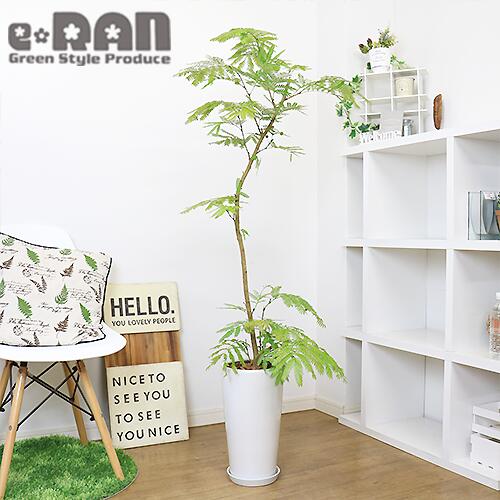 おしゃれな観葉植物 室内 エバーフレッシュh142cm 陶器鉢 白 管理説明書 受皿付 肥料小袋プレゼント 選択