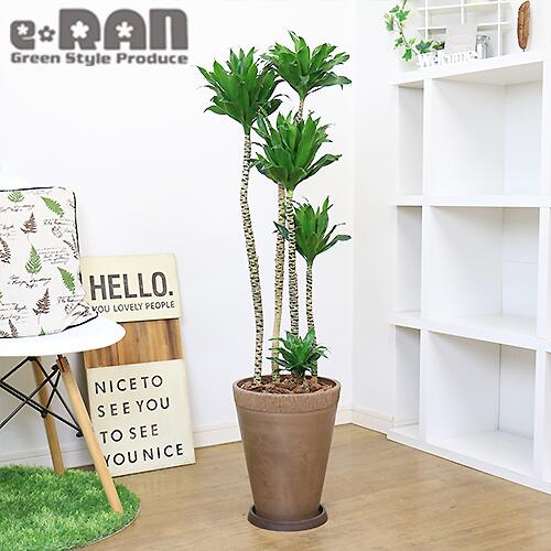 97 以上節約 育てやすい観葉植物 ドラセナ コンパクタ H113cm 高級樹脂製8号鉢 管理説明書 受皿付き 肥料小袋プレゼント Fucoa Cl