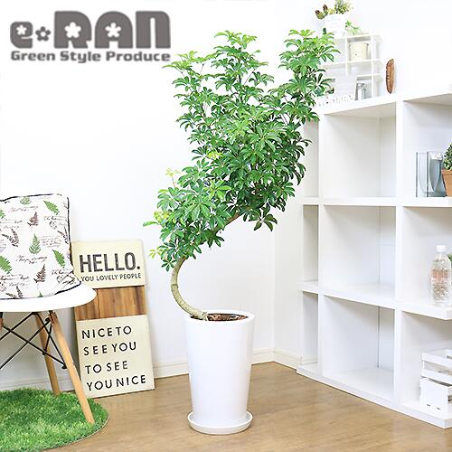 人気特価 観葉植物 大型 シェフレラ コンパクタ クイーン H132cm 陶器鉢 白 管理説明書 受皿付き 肥料小袋プレゼント Fucoa Cl